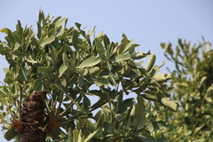 Cussonia