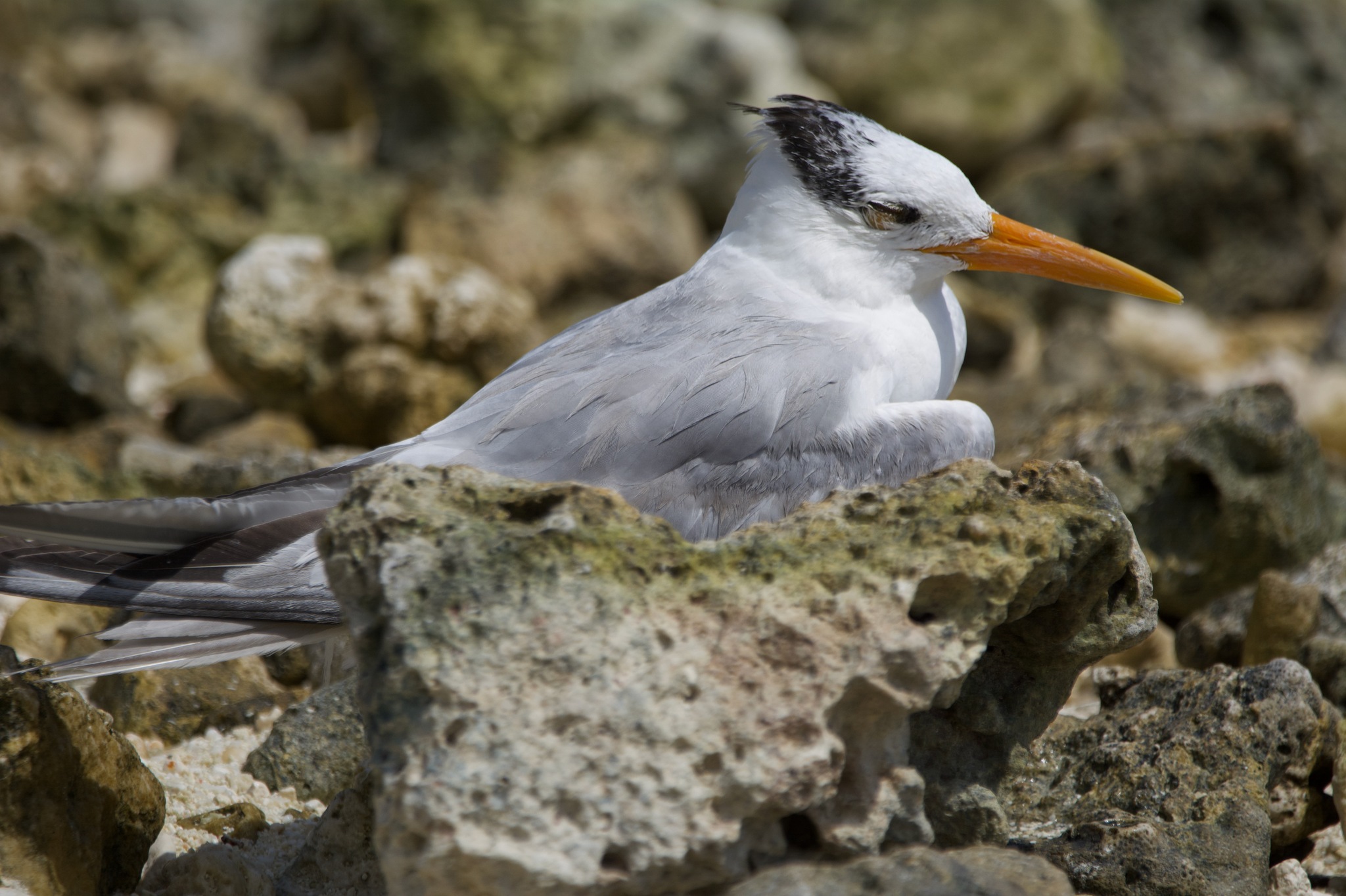 Lesser Crested Tern