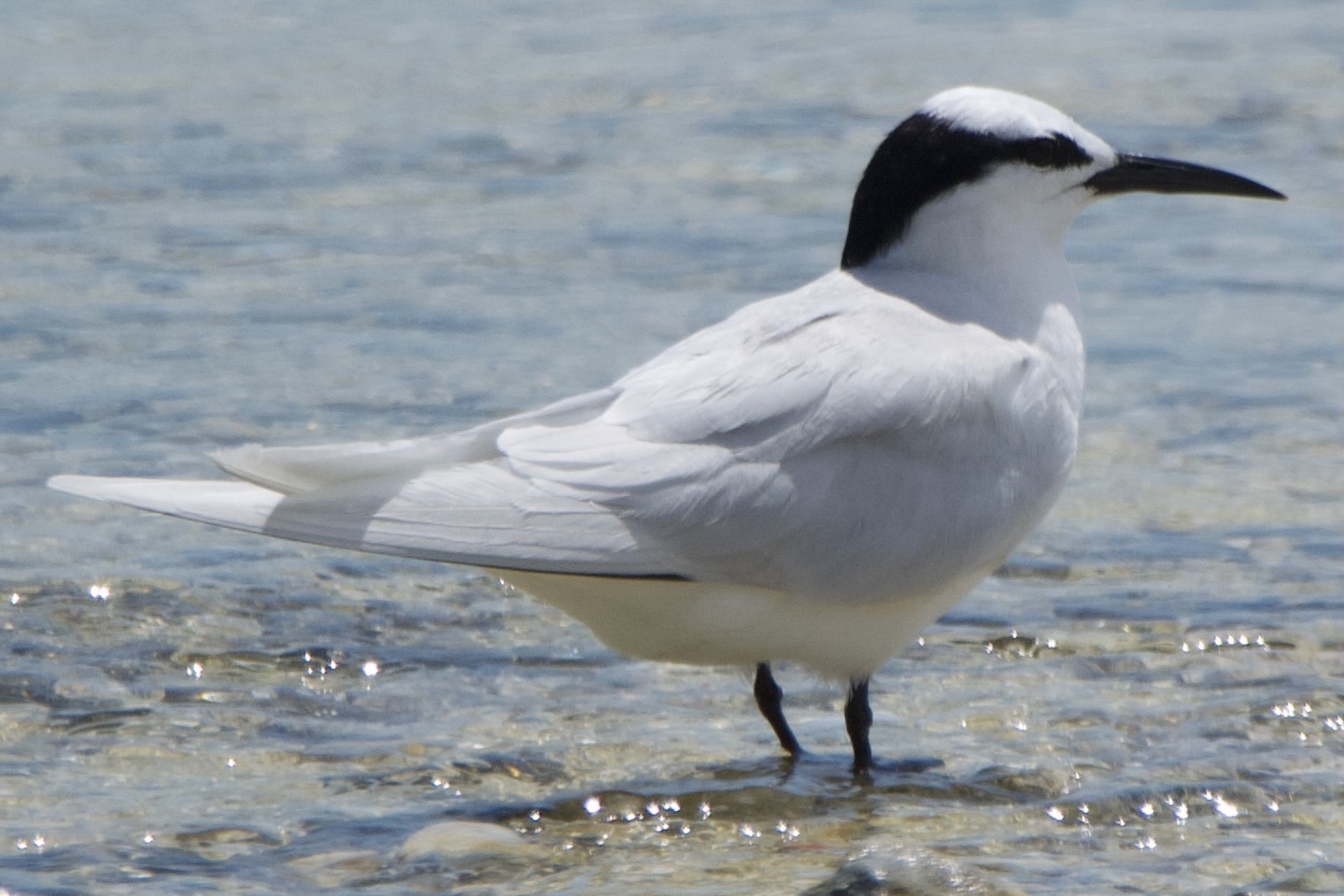 Black-naped Tern