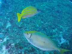 Lutjanus kasmira
