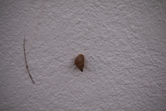 Bulimulus guadalupensis