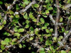 Coprosma pseudociliata