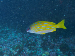 Lutjanus kasmira