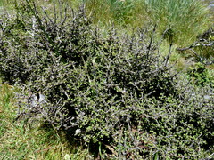 Coprosma pseudociliata