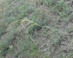 Stipa sareptana