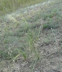 Stipa sareptana