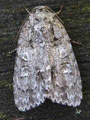 Acronicta modica