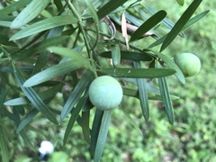 Afrocarpus falcatus