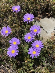 Brachyscome spathulata