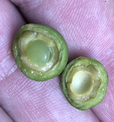 Afrocarpus falcatus