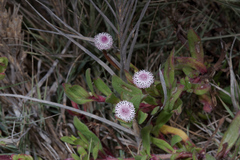 Spilanthes leiocarpa