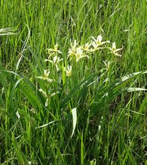 Iris halophila