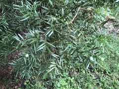 Afrocarpus falcatus
