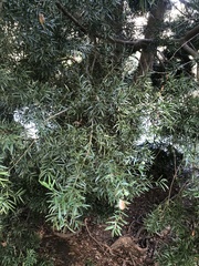 Afrocarpus falcatus