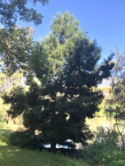 Afrocarpus falcatus