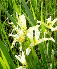 Iris halophila