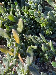 Calibrachoa parviflora