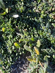 Calibrachoa parviflora