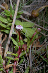 Spilanthes leiocarpa