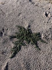 Calibrachoa parviflora