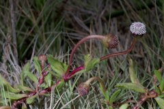 Spilanthes leiocarpa
