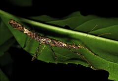 Creoxylus