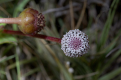 Spilanthes leiocarpa