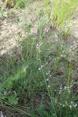 Astragalus tenuifolius