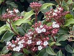Viburnum tinus