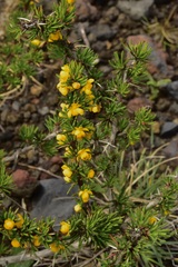 Berberis empetrifolia