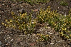 Berberis empetrifolia