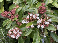 Viburnum tinus