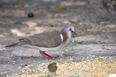 Leptotila jamaicensis