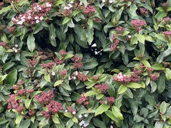 Viburnum tinus