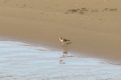 Charadrius semipalmatus
