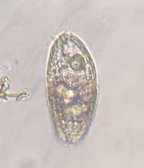 Colepidae