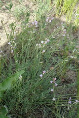 Astragalus tenuifolius