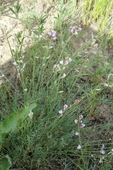 Astragalus tenuifolius