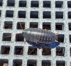 Polyzosteria limbata