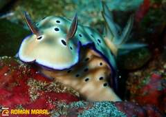Hypselodoris tryoni