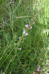 Astragalus tenuifolius