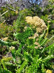 Cassinia denticulata