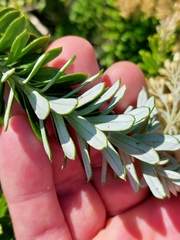 Cassinia denticulata