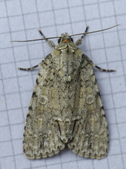 Acronicta modica