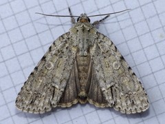 Acronicta modica