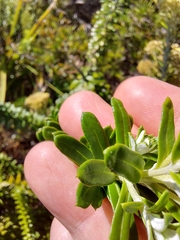 Cassinia denticulata