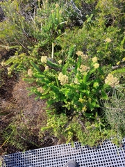 Cassinia denticulata