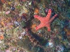 Cirrhitichthys aprinus