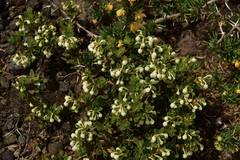 Gaultheria poeppigii