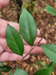 Ilex uraiensis